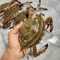 태안 신진도항 가을 숯꽃게 활꽃게 빙장포장, 4kg, 1개