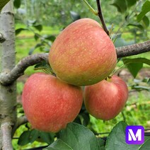 [메디머스] 2022 강원도 횡성사과 달콤아삭! 면역력 지키는 사포닌 사과 [부사 5kg/10kg], 10kg 대(30~34과)