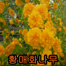 황매화 키60cm개화주 3그루 나무 묘목 황매화나무 매화나무 묘목판매 꽃나무