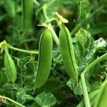 인피솔 완두콩 2023 햇 국산 생 껍질 완두콩 최상품, 2kg, 1개