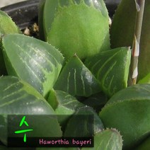 허브여울다육 수(Haworthia bayeri) 지름 9cm 소품 다육화분, 5개