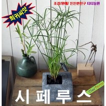 (희귀씨앗) 사초씨앗 시페루스 10립