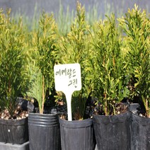 조경수 에메랄드그린 모종 포트묘 묘목 울타리나무 측백나무 침엽수, 에메랄드그린 모종 15~20cm