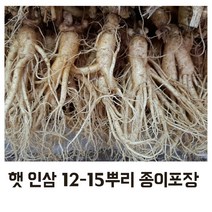 햇인삼 5년근 가정용 인삼 12-15뿌리 전용종이포장 (무료배송)
