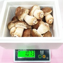 두리원 경북 상주 무농약 송화버섯 중품 1kg, 1개