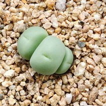 글로보섬 3두 (742), 1개