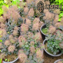 안개나무 자엽안개나무 나무언니, 안개나무 매직컬토치 8치화분 1개단품