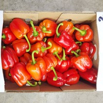 못난이 빨강 파프리카 5kg