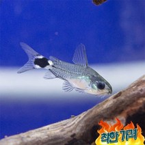코리도라스 하스타투스 준성어(약 2cm) 10마리
