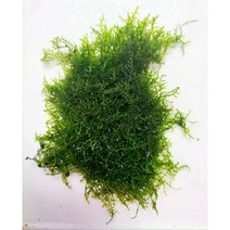 프리미엄모스 500원 동전크기