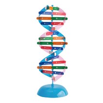 DNA 분자구조 수업 이중나선 조립모형 마이크로미터 유기체 학교기관 기능