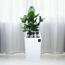 에코플랜트 실내공기정화식물 실내식물 거실화분 실내화분 [서울.경기 평일 당일배송][지방익일 택배도착 ]<토요일 오후 일요일 주문건 월요일배송>, 07. 크루시아 갈색, 1개” class=”wr-img”></a></div></p></div></p></div></p></div><div class=