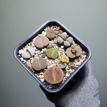 [나인에잇틴]리톱스 모둠셋트 8~9촉 149, 1개