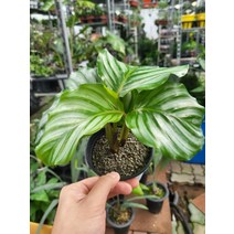 10~25cm 59 아쿠아플랜츠 명품 칼라데아 오르비폴리아 소품, 1개