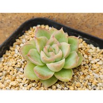 다육식물/말간-2164 아프리카농장
