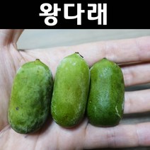 왕다래/용성2호 나무 묘목 4치포트 1개/유실수/과수