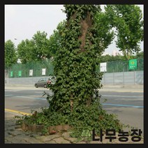 (나무농장) 야생화 줄사철 포트 ( 포트 10개 묶음 )