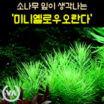 [비바소녀] 소나무잎을 닮은 미니 옐로우 오란다(5줄기) 초보수초 레이아웃 미니어항