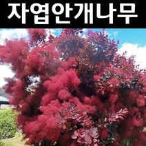 자엽안개/로얄퍼플 삽목3년 뿌리 특묘 나무 묘목 3개/정원/공원/조경수
