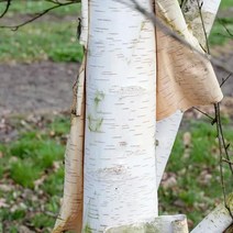 목하원예조경 자작나무 묘목 백자작 (잭큐몬티) 4치장포트묘