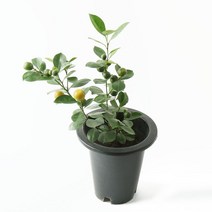 갑조네 유주나무 키우기 쉬운 실내 반려식물 개별배송