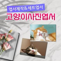 모두카피 AM-05-01 고양이엽서 양단면엽서 opp, 단품양면엽서29(1종-50장)