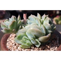 포토시나군생 키우기쉬운 다육식물 예쁜 다육 다육이가드닝, 1개