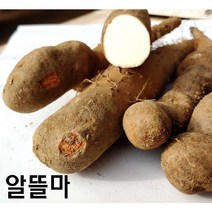 안동산약마을 산마 알뜰마_2kg 안동마/안동산마/햇마/참마/안동장마/알뜰마, 1box, 5kg(한정수량)