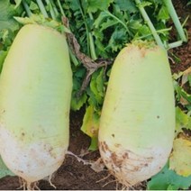 백작무 김장 무 야채 채소 식물 씨 종자 씨앗 500g - 2023968EA, 본상품선택
