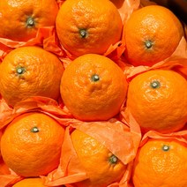 [산지직송] 제주 카라향 고당도 가정용 못난이 선물용, 가정용(못난이) 5kg