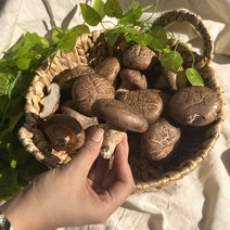 생생 표고버섯 상 4kg, 1개