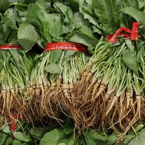 국내산 생 고들빼기 5단 10단 꼬들빼기 노지재배 발송당일작업 (10단기준 3kg내외), 국내산 고들빼기 5단