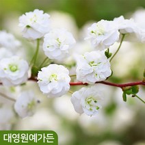 장미조팝 개화주 꽃나무 조팝나무 봄꽃, 2. 장미조팝 키60cm내외 흙분, 1개