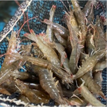 냉동새우 2kg 대하 왕새우 페루 에콰도르 20/30 30/40 40/50, 냉동새우(대) 30/40 2kg
