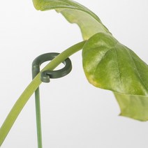 식물 화분 지지대 지주대 화초 방울 토마토 원형 오링 벨크로 국화 고정끈, (오링형)27cm