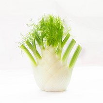 온샘팜 펜넬 FRESH 생 펜넬 1통