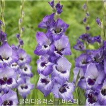 [구근 5구] 글라디올러스 비스타 희귀구근 다년생 구근 판매