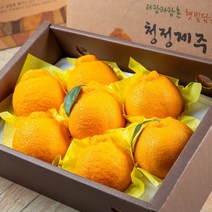고당도 제주 한라봉 3kg 특품 당도보장, 선물용 한라봉 3kg(대과), 1개