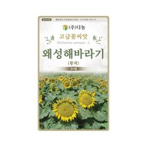 꽃씨앗 황색 왜성 해바라기 씨앗 30립 페루 국화, 단품