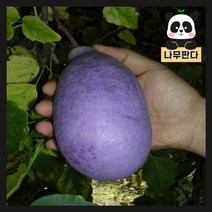(나무판다) 으름나무 묘목 시리즈, 5.백화으름 1.5m