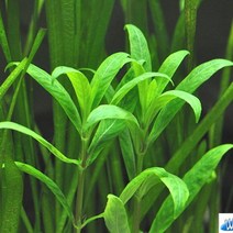 [신세계수족관] 후경수초 하이그로필라 시아멘시스 5촉