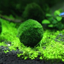 모스볼 [1개] 어항모스볼 새우모스볼, 2cm전후