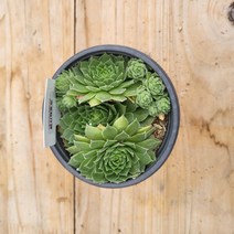 퍼시픽토토 바위솔 노지월동 선별발송