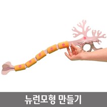 신경게 기본단위 세포 뉴런 모형만들기 학습교구 과학수업 실험실 연구실 과학실