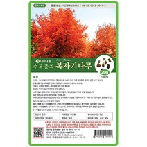 복자기단풍나무씨앗 500g, 없음