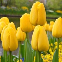 [꽃모종]튤립 : 10cm분, 골든아펠톤