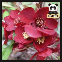 (나무판다) 명자(흑광) 키 80cm 내외, 1.명자(흑광) 키 80cm 내외