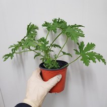 바닐라가든 구문초 소품25