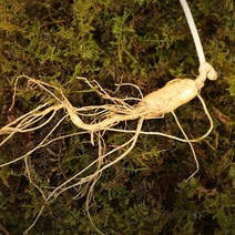 파인더키친 산양삼 산양산삼 장뇌삼 장뇌산삼 5-6년근, 1box, 산양삼 5-6년근 26~50뿌리