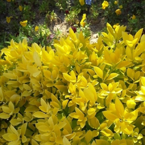 [해찬농원]황금사철 묘목 나무 소자 대자 조경수 울타리나무 정원수 최소구매수량5주, 소(60~80cm)